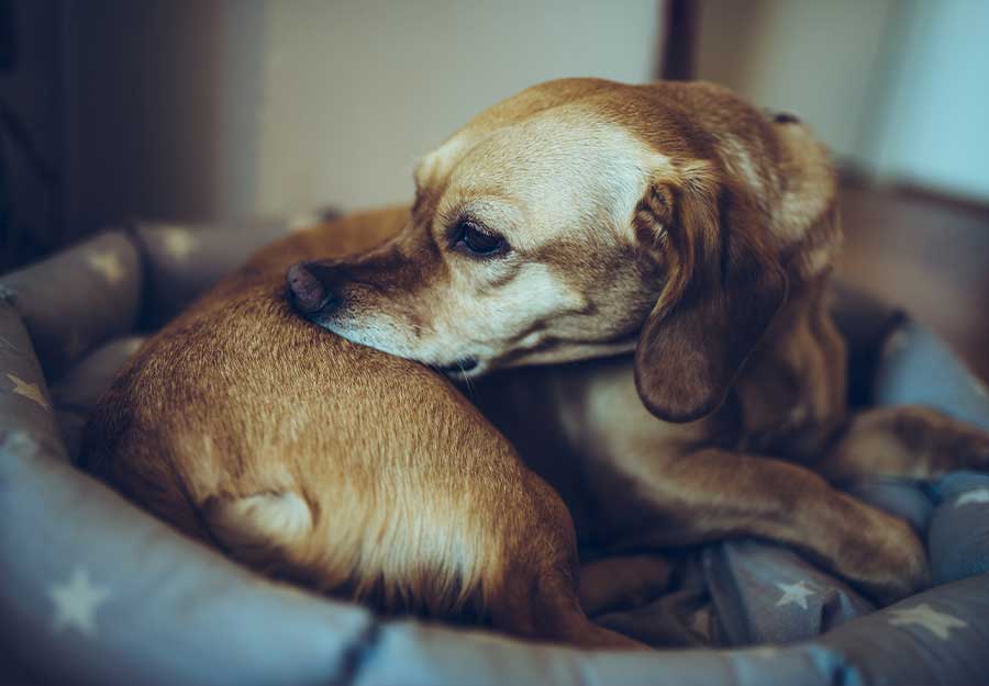 Can Stress Cause Dogs To Lose Hair